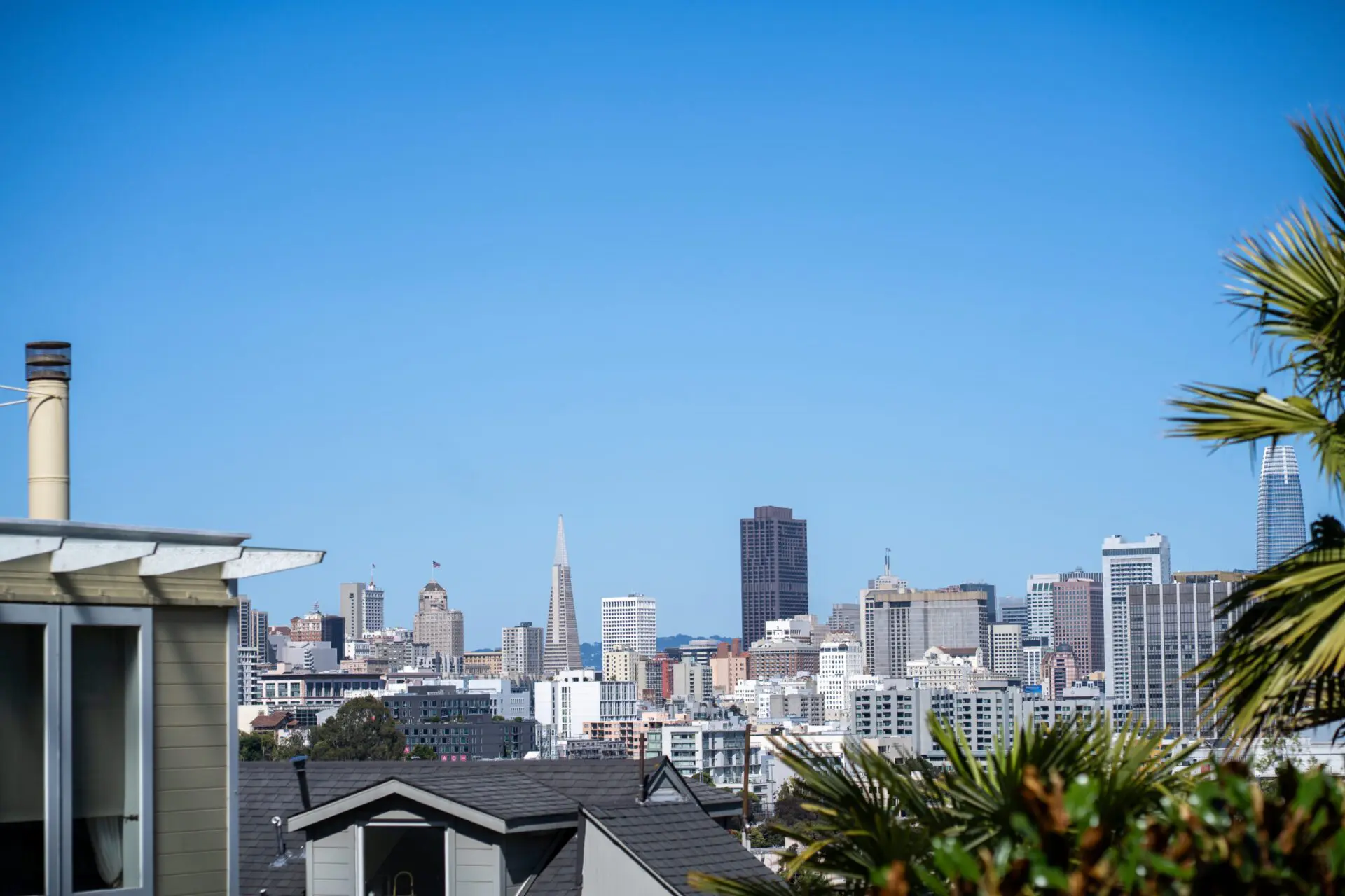 Skyline view behind greenery near the Painted Ladies