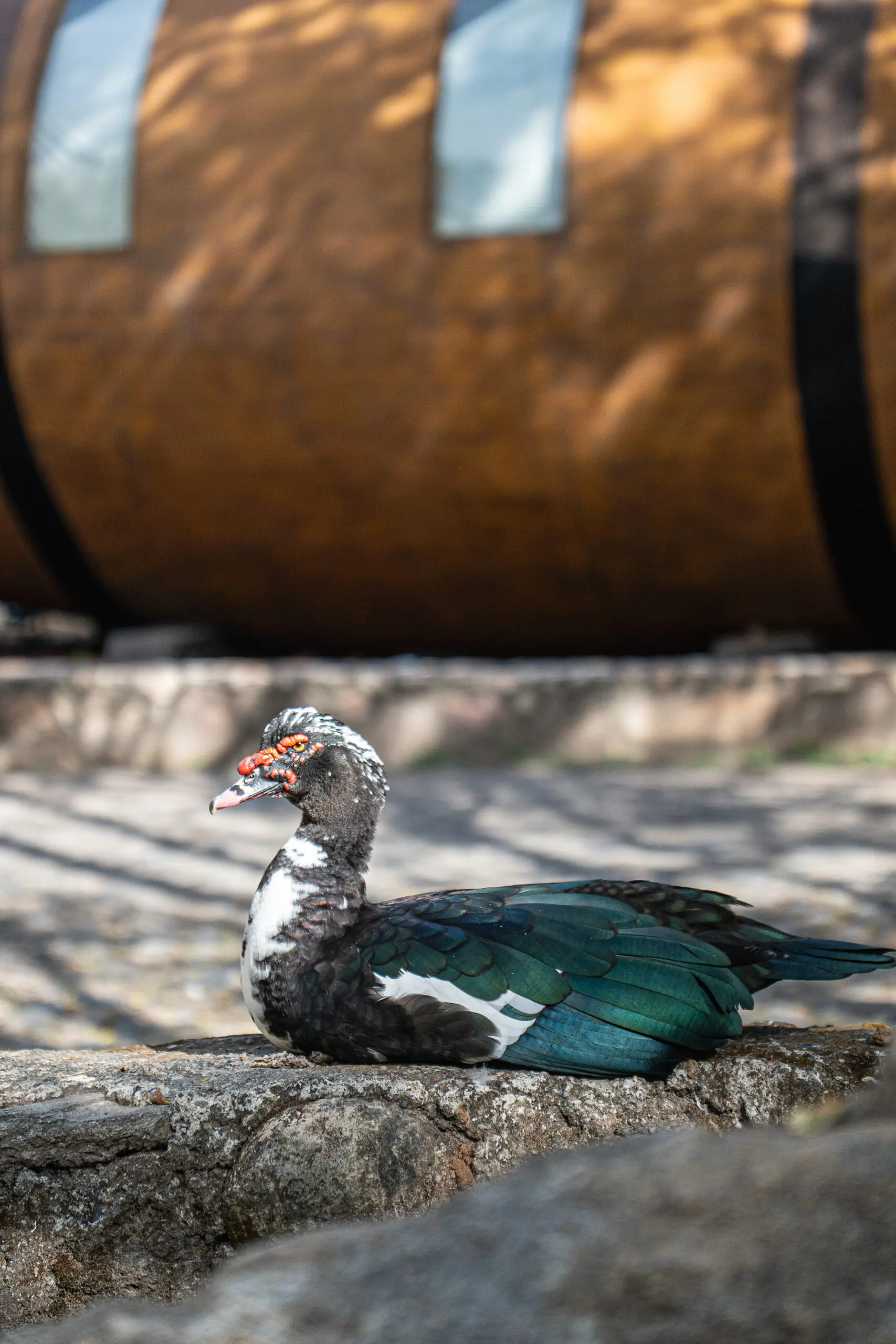 A Muscovy duck resting on the ground with a blurred wooden barrel background.