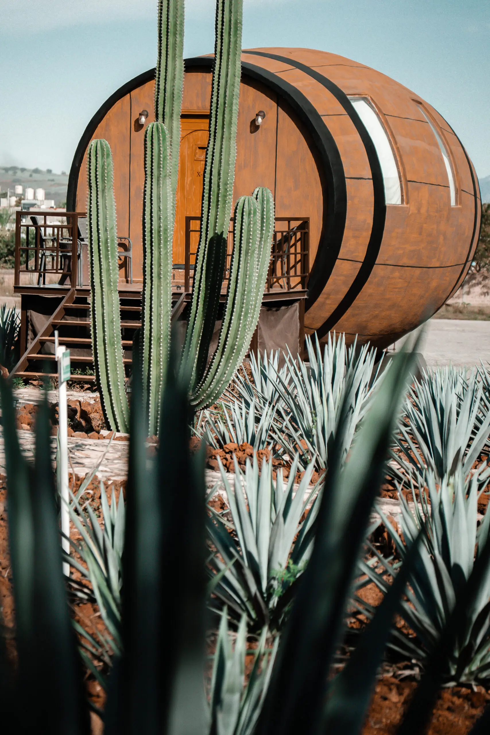 Cactus plants in front of wooden barrel-shaped structures outdoors.