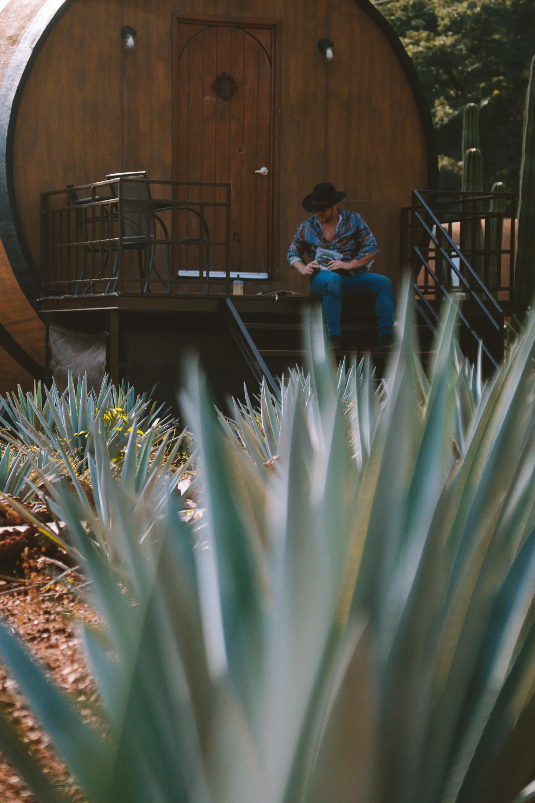 Person harvesting agave plants for tequila production.