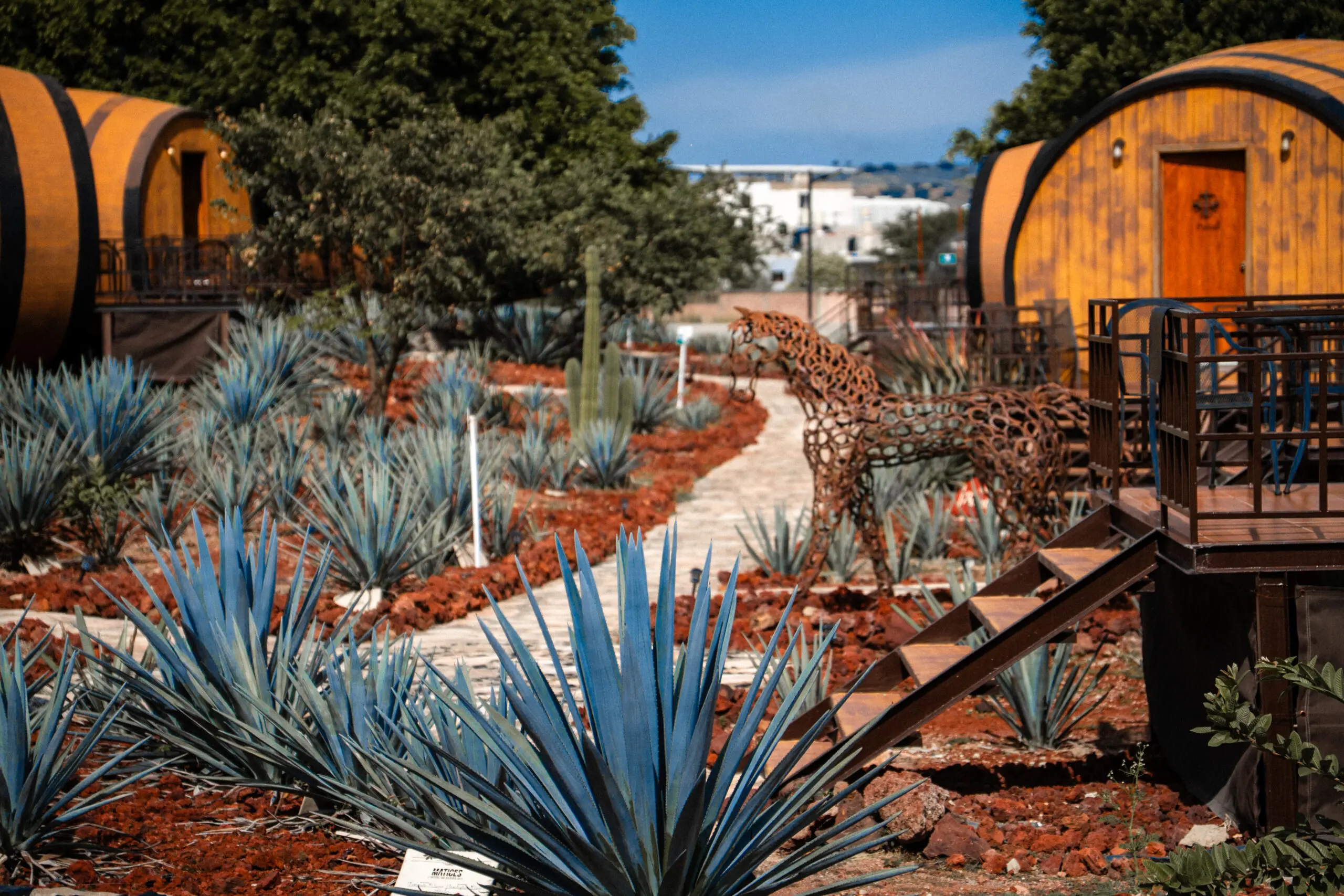Curved path winding through a desert garden with blue agave plants and wooden sculptures.