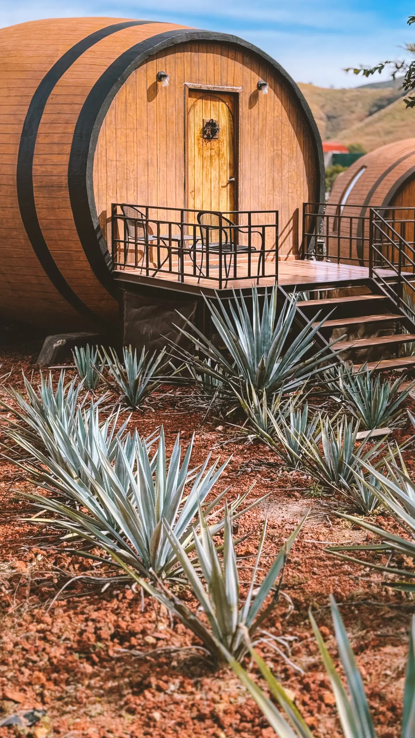 Agave plants growing near wooden barrels connected by a metal walkway.