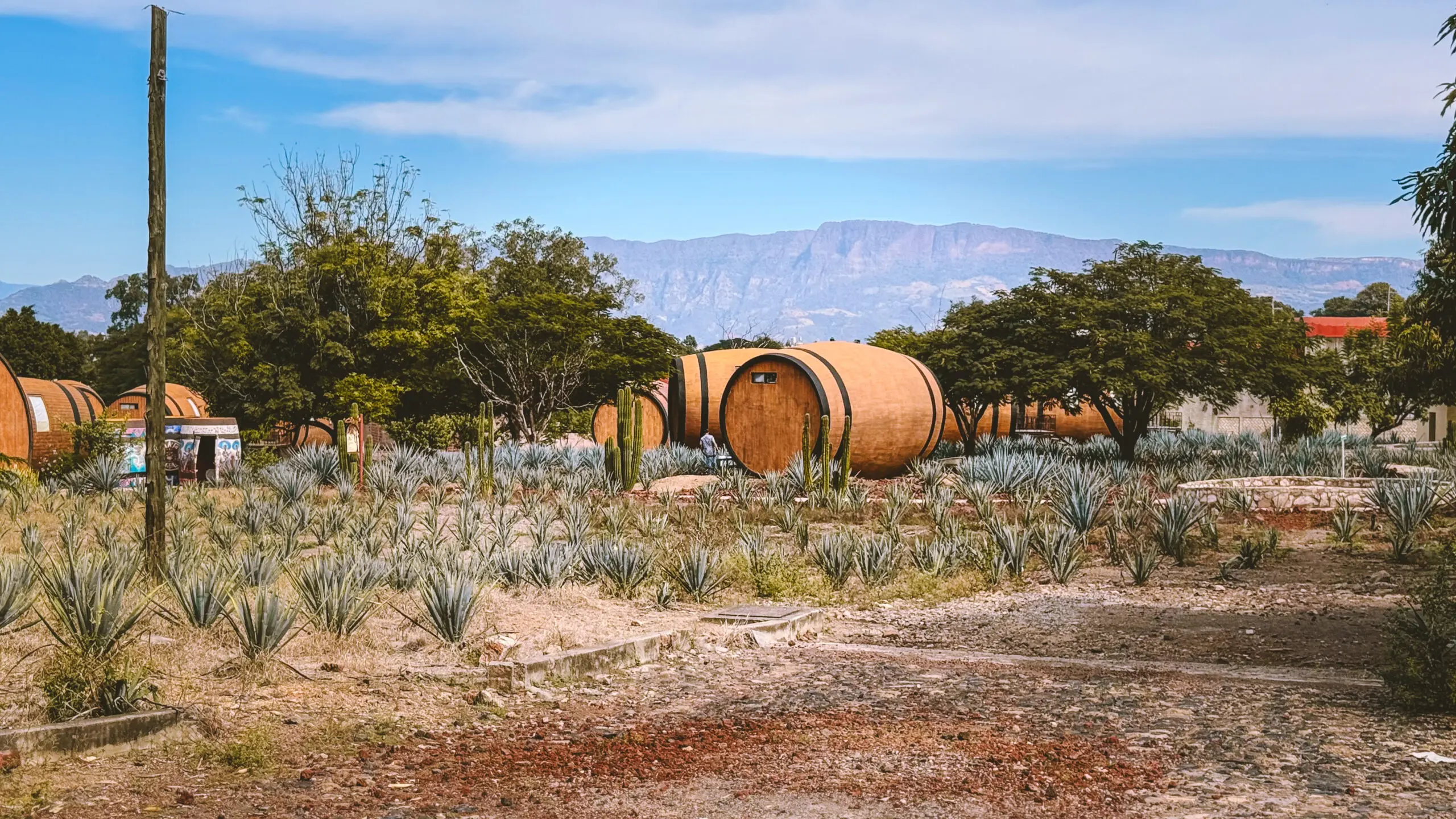 Rustic barrels among agave plants with mountains in the background.