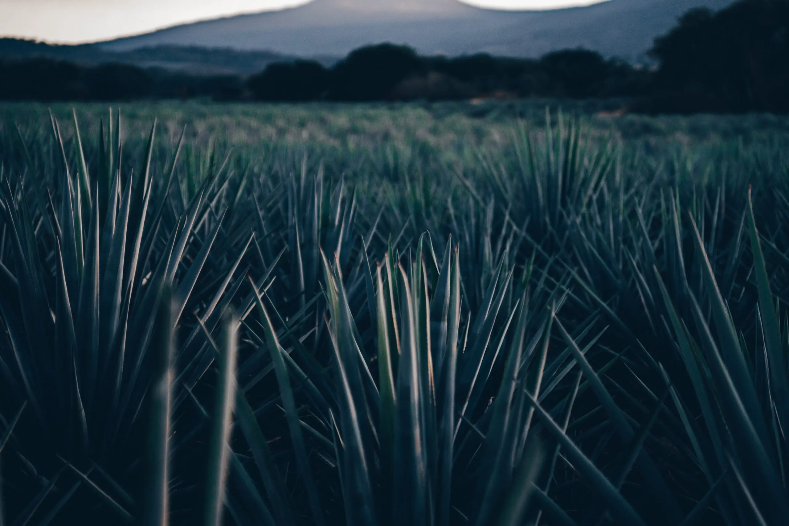 Close-up of blue-green agave plants with mountains in the background.