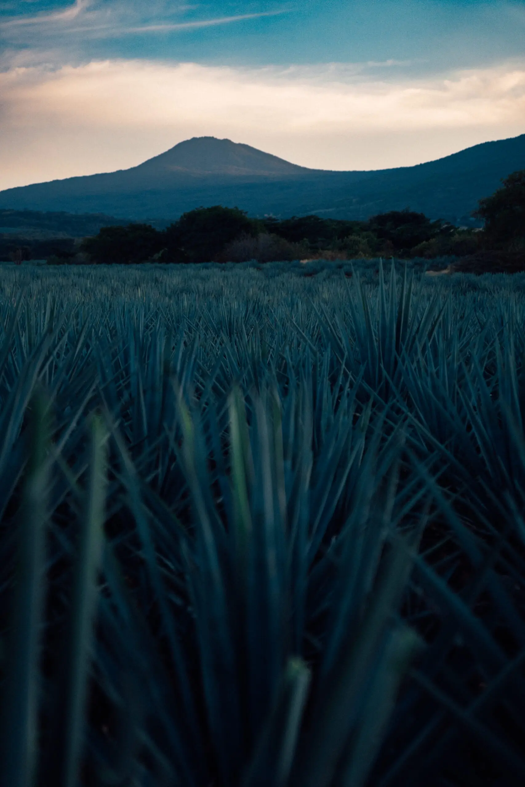 Blue agave plants under mountain silhouette at dusk.