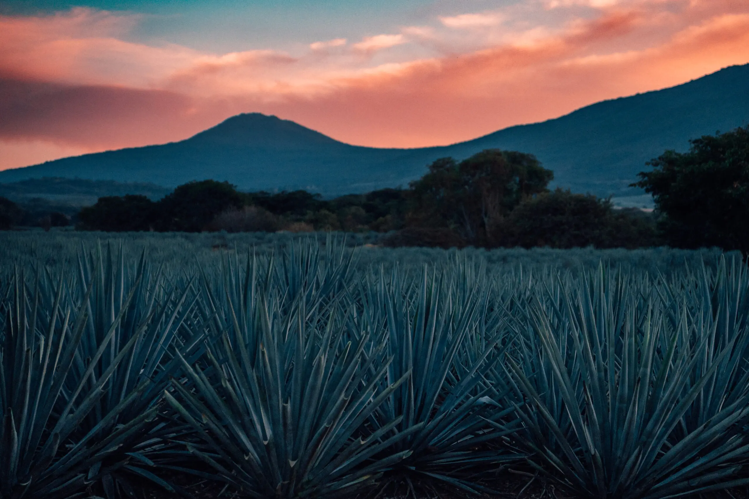 Agave plants under a vibrant sunset sky with mountains in the background.