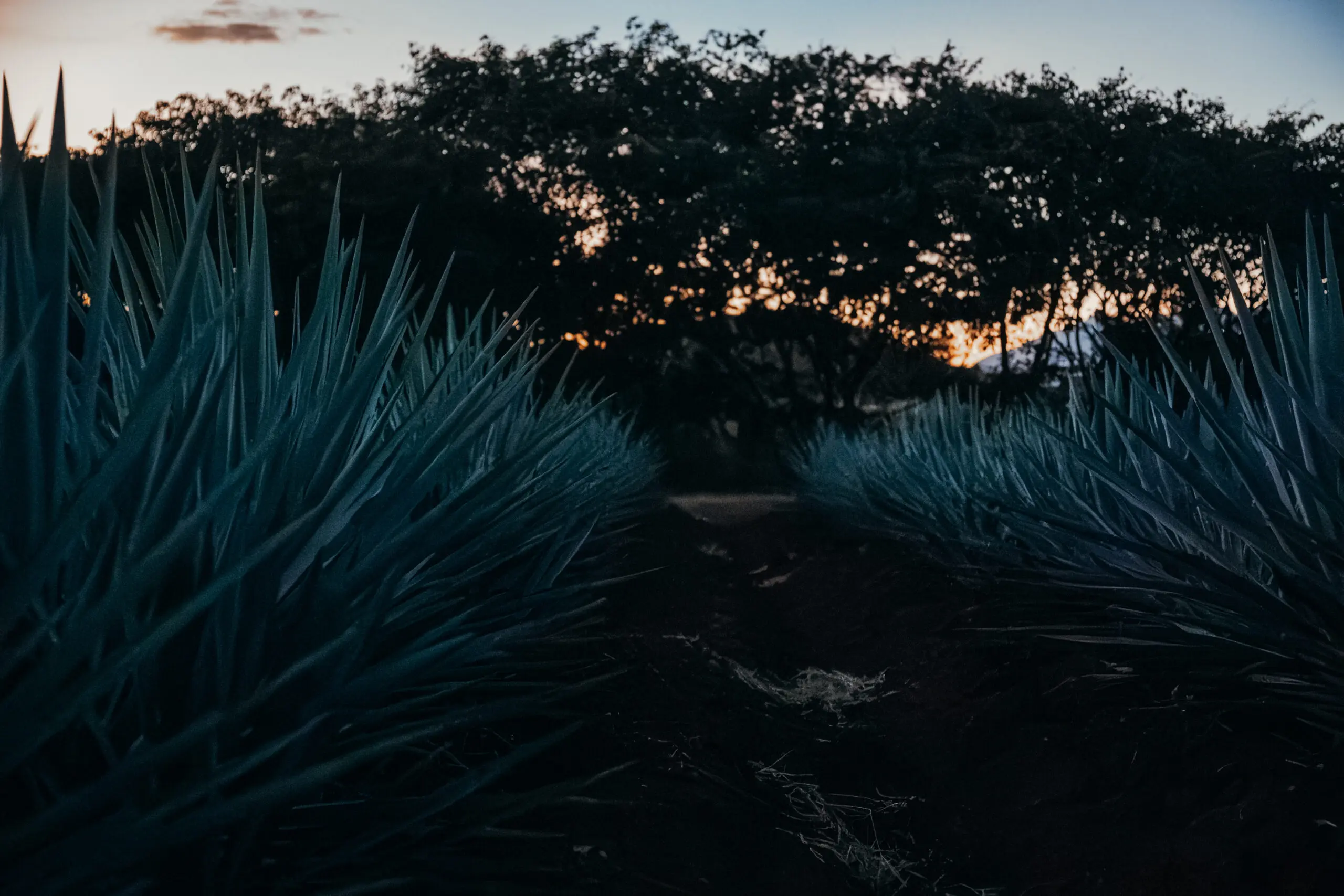 Dark pathway between blue agave plants at dusk.