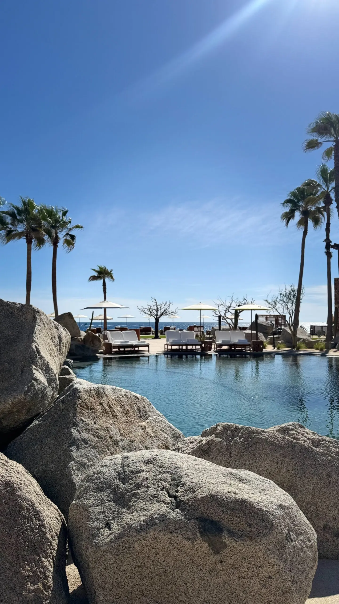 Tropical poolside scene with palm trees and clear blue sky.