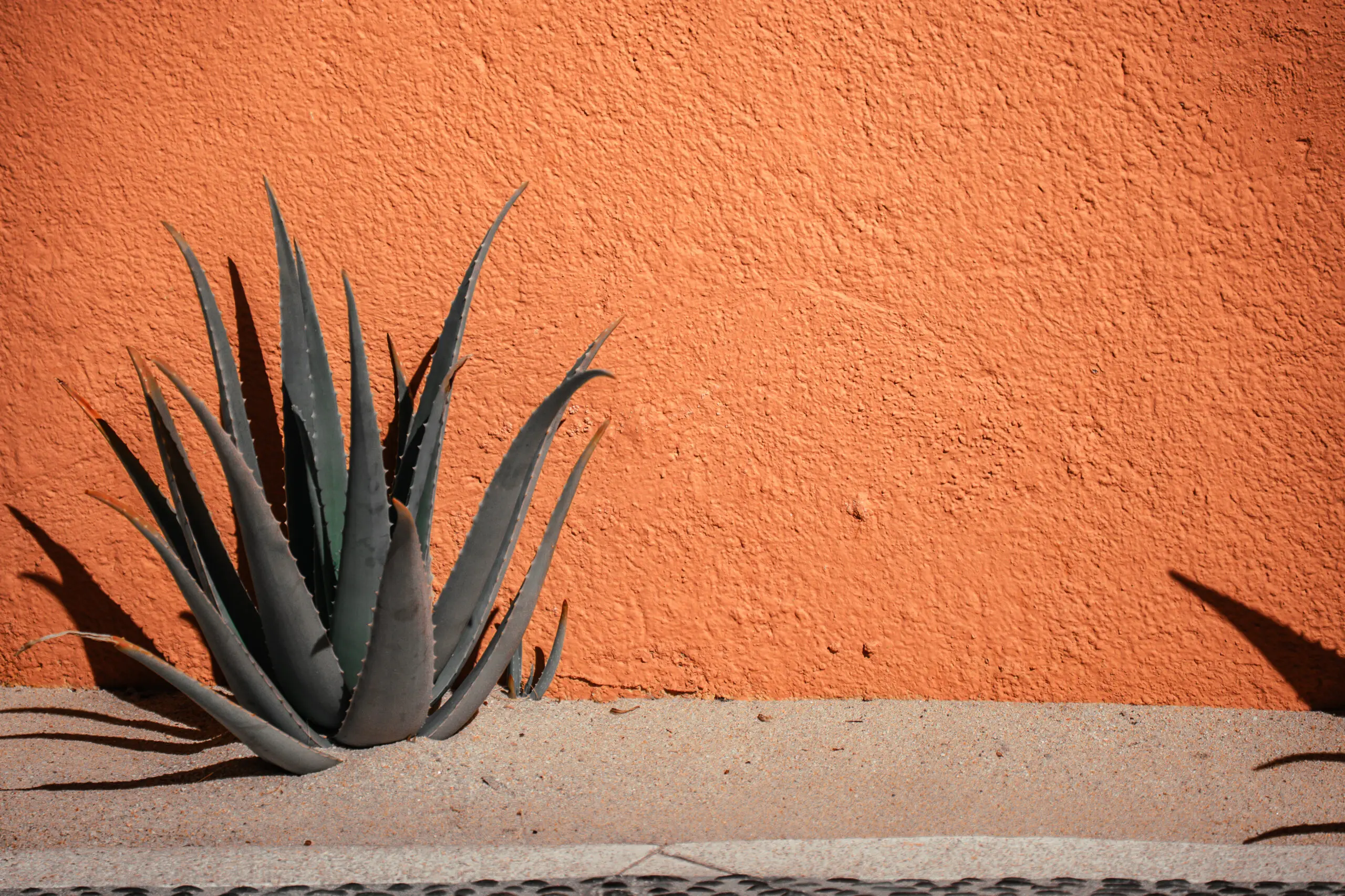 A succulent plant against a textured orange wall.