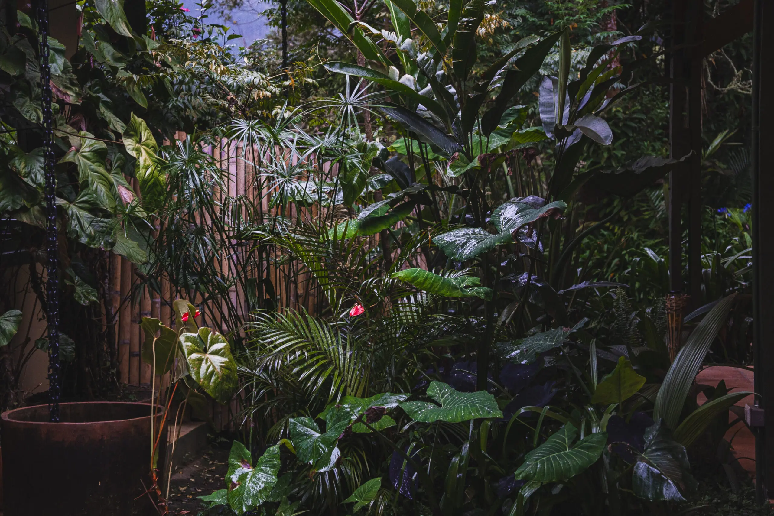 Lush tropical garden with vibrant green foliage and pink flowers.