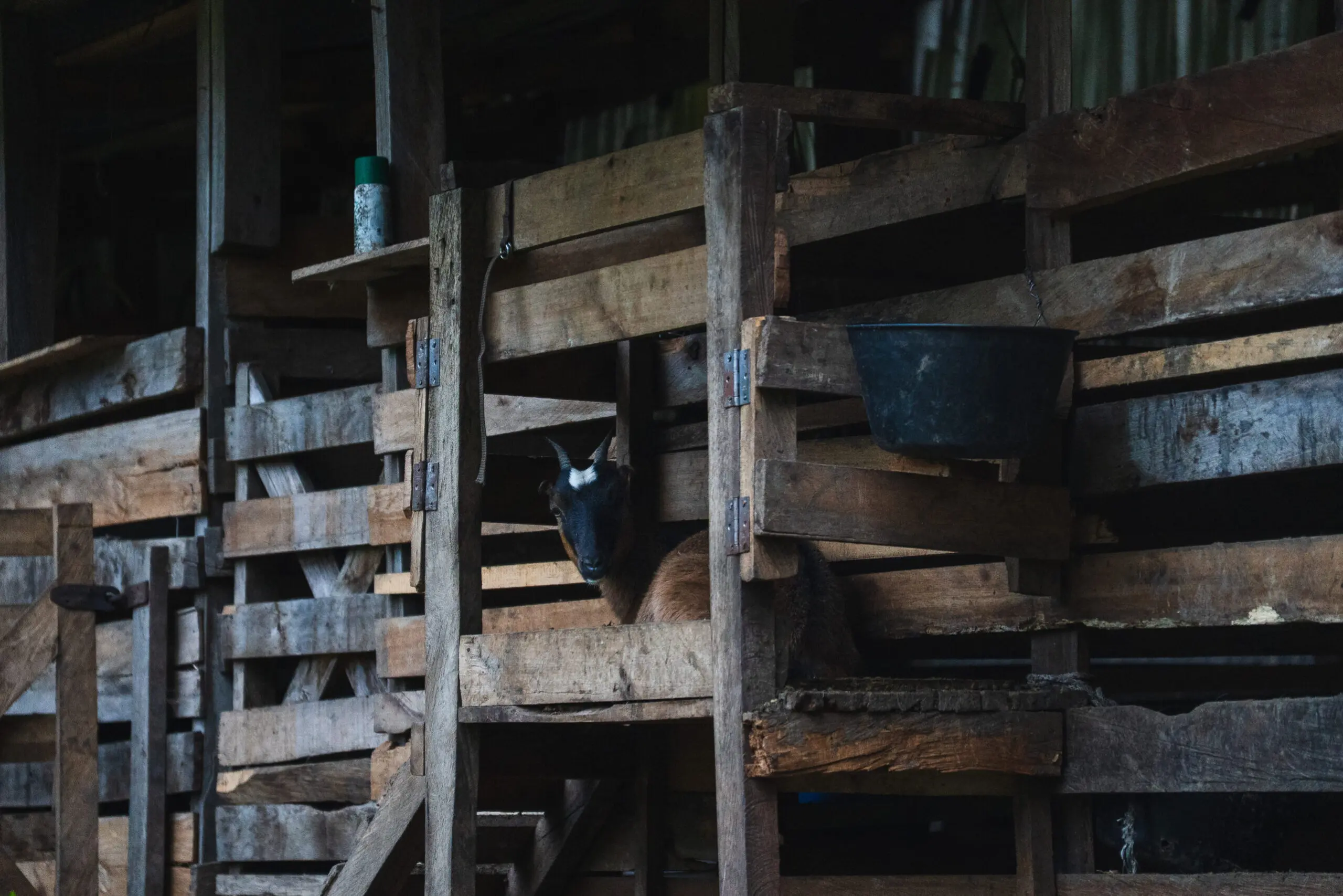 Goats resting in rustic wooden barn stalls.
