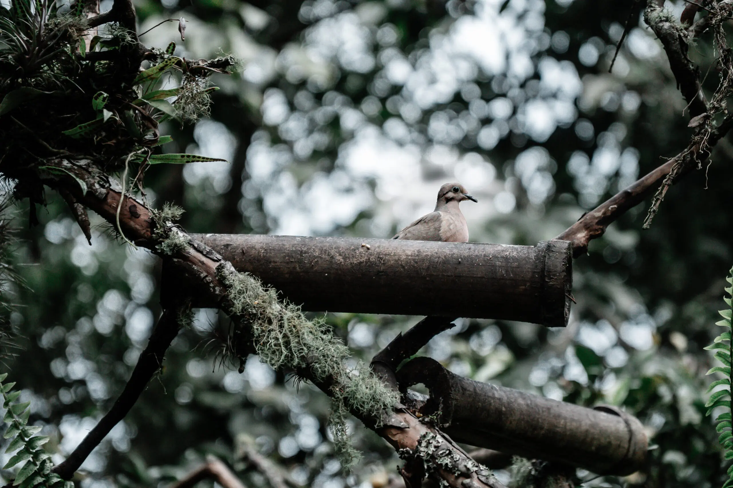 A small bird perched on a mossy branch in a forest.