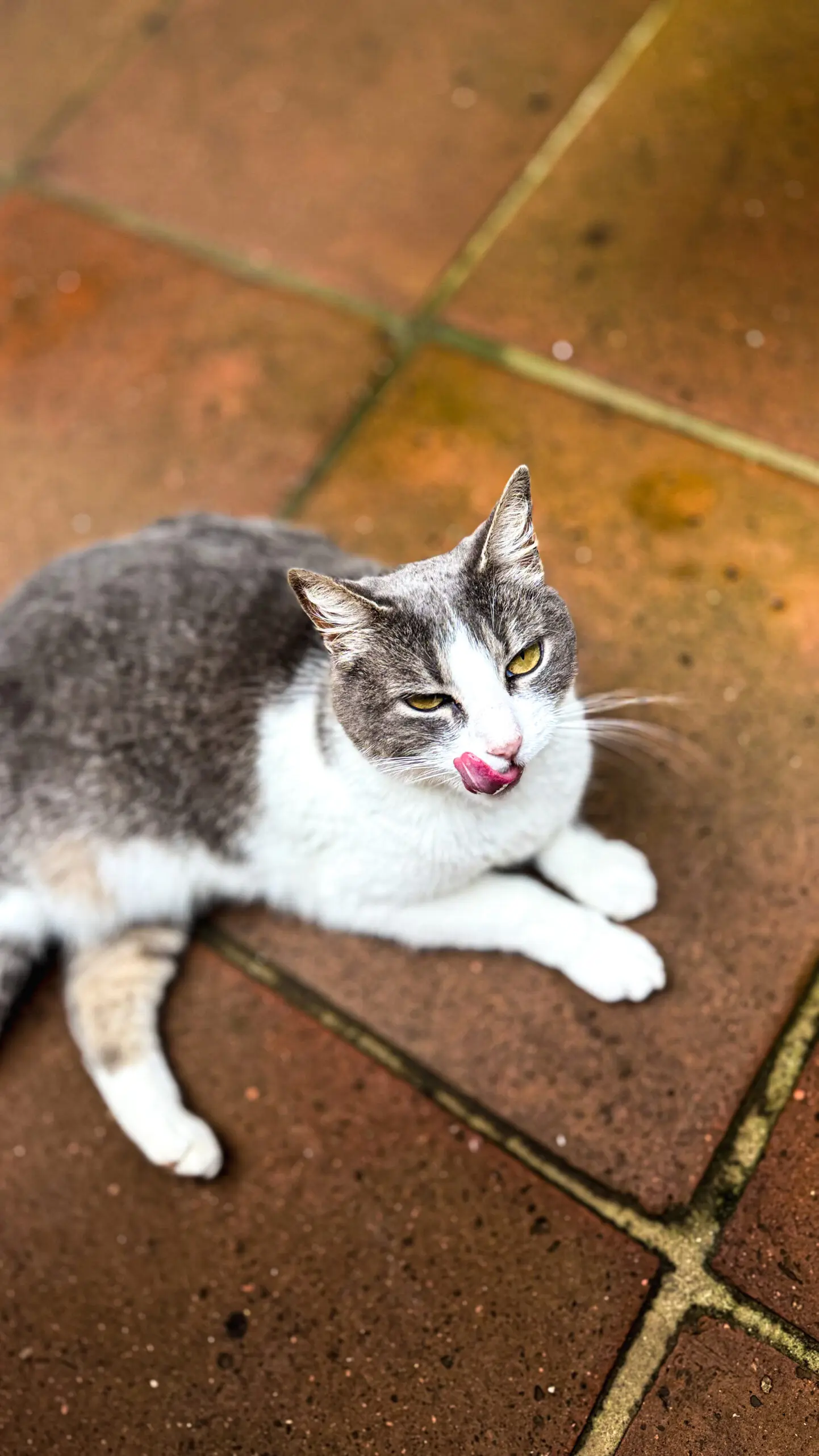 A gray and white cat licking its nose while lying on a tiled floor.